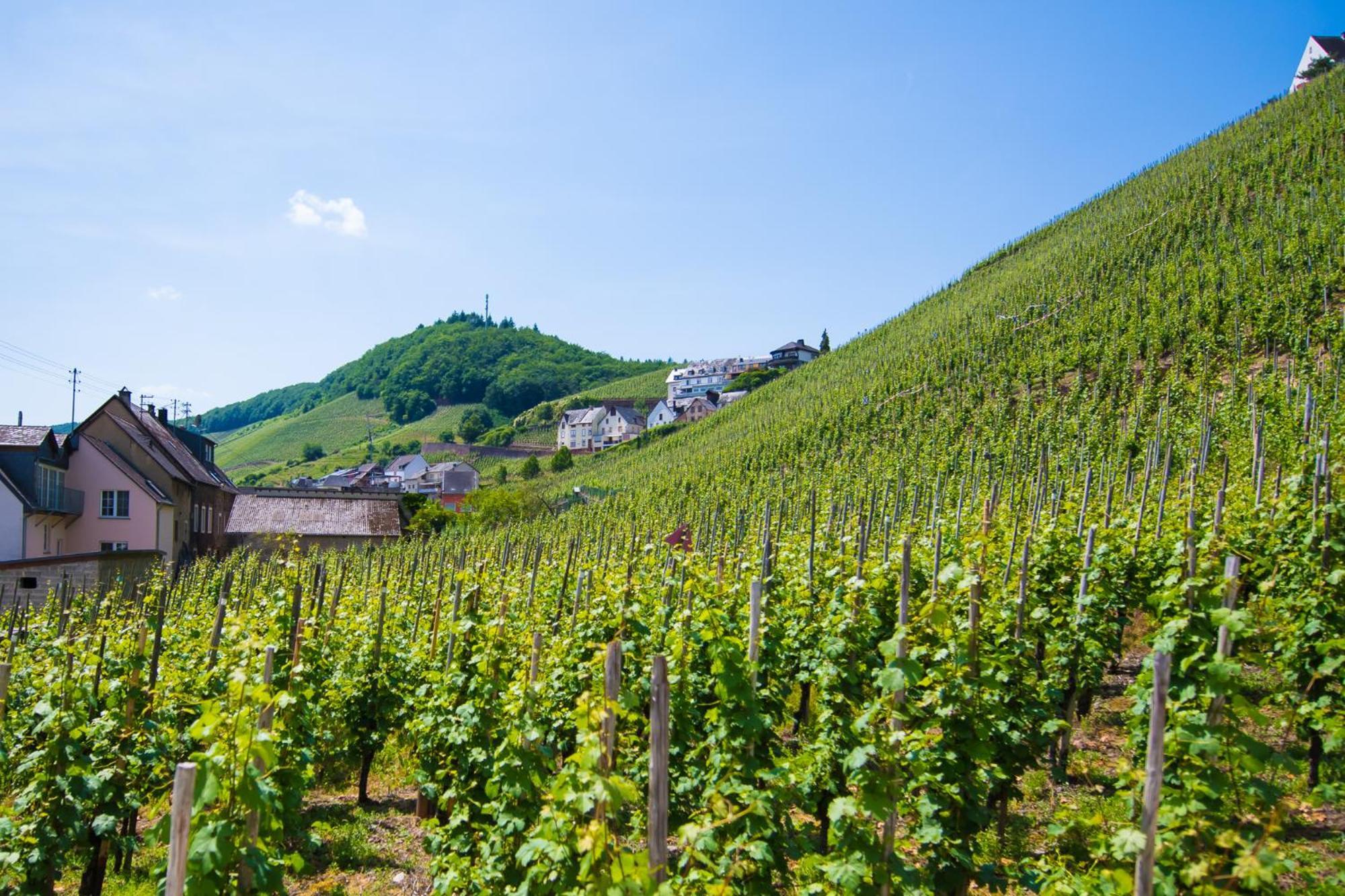 Gaestehaus C.H.Berres Uerzig-Mosel الغرفة الصورة